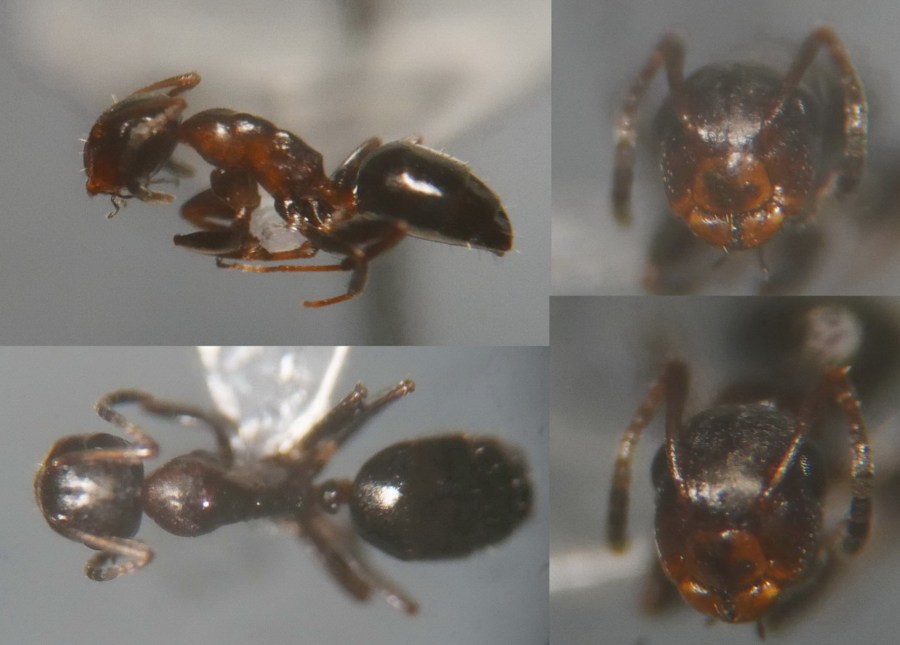Camponotus truncatus 20150301 o min MTm