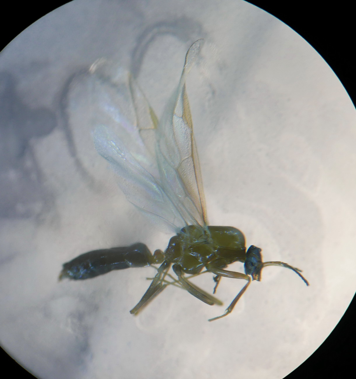 Camponotus truncatus 20150626 m (0)m