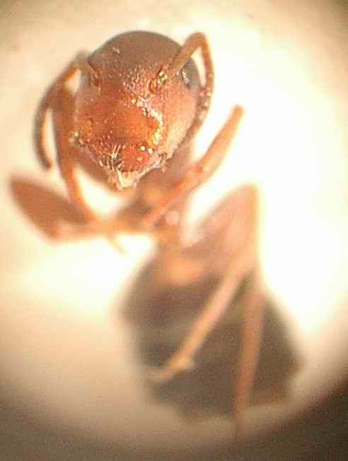 Camponotus truncatus?frontal2