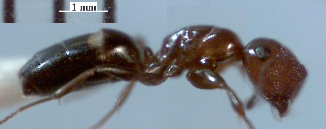 Camponotus truncatus major