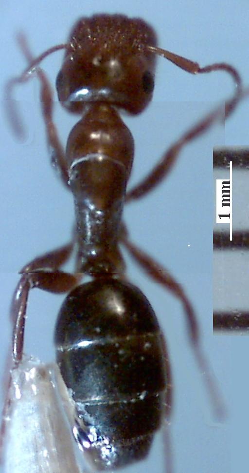 Camponotus truncatus major