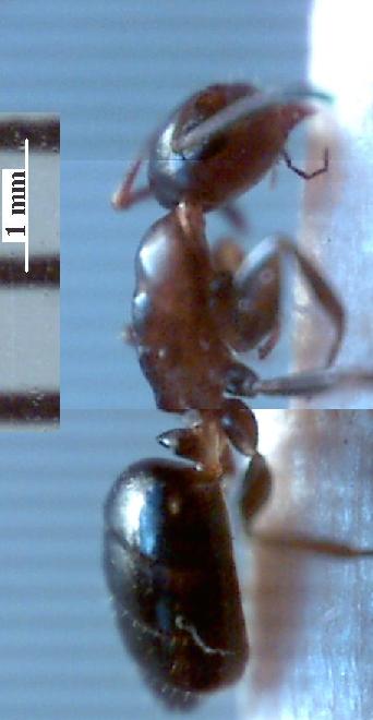 Camponotus truncatus minor