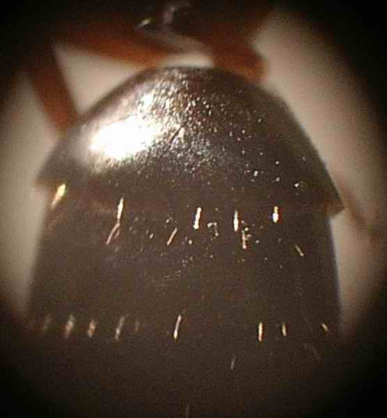 Camponotus truncatus (1segmento gáster)