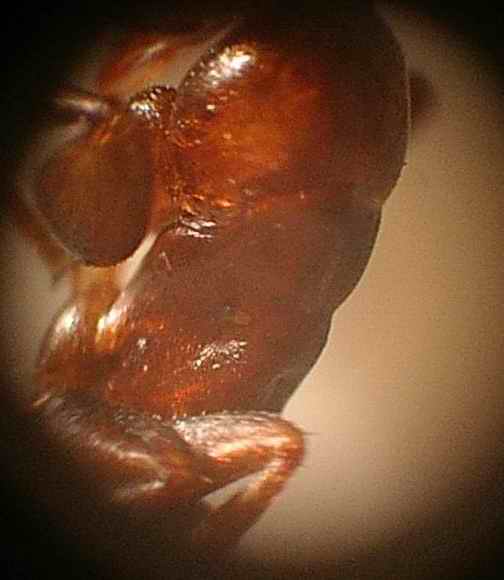 Camponotus truncatus (Propodeo)