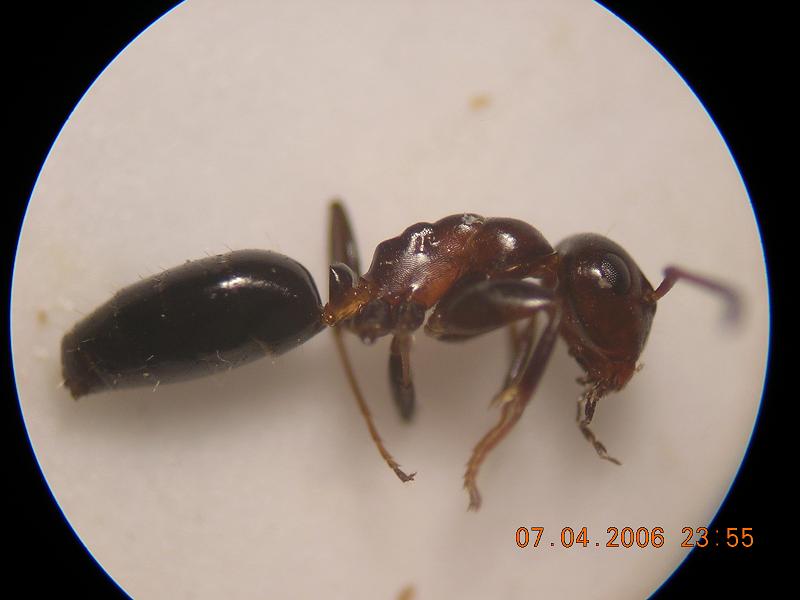 camponotus truncatus