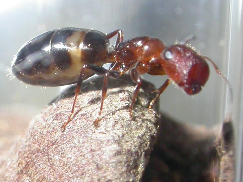 preciosa foto de una reina truncatus