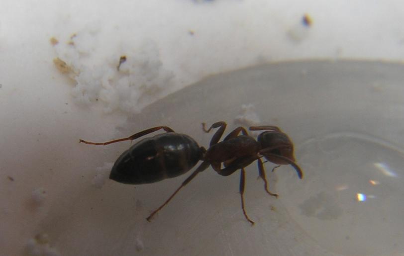 Obrera truncatus bebiendo agua azucarada.