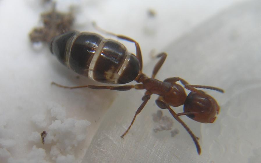 Obrera truncatus bebiendo agua azucarada.