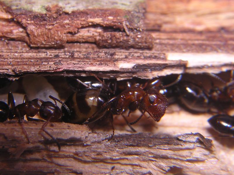 Camponotus truncatus