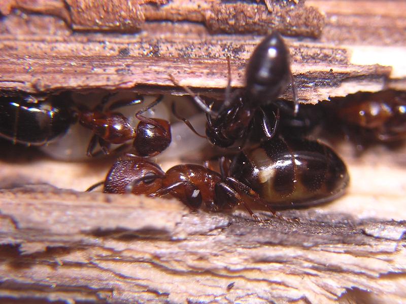 Camponotus truncatus
