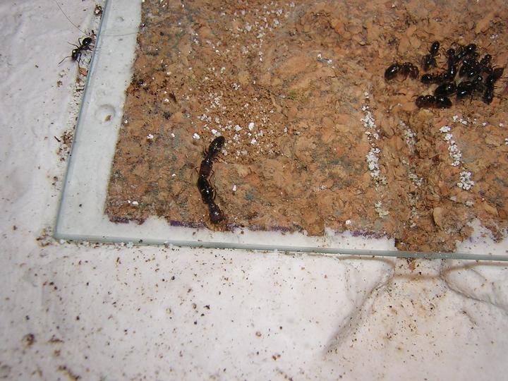 Galer�as que han excavado en corcho.