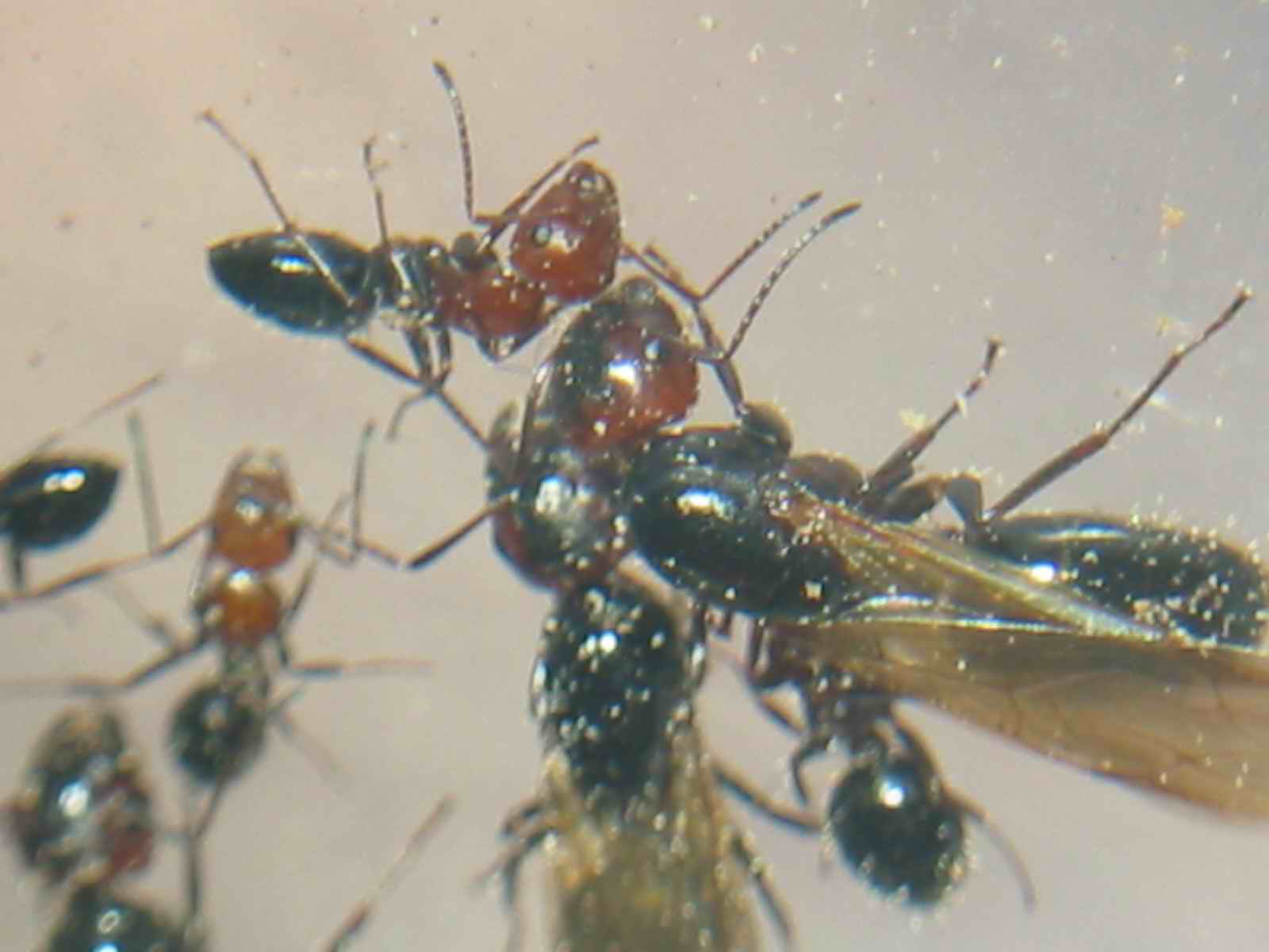 reinas y obreras enviadas por kiko