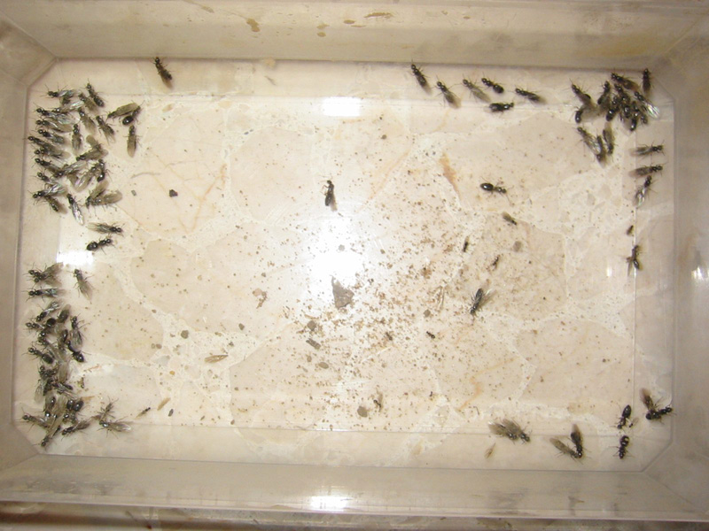 wow que de lasius lasioides