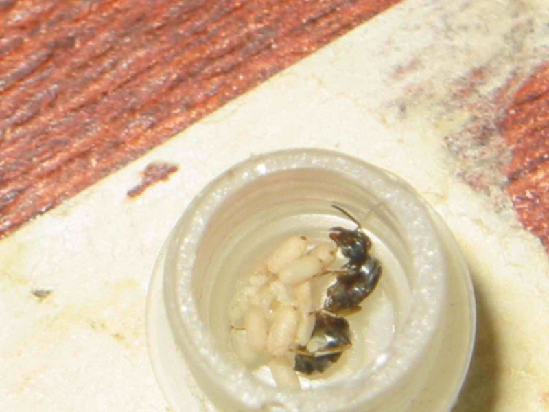 mi reina lasius con pupas