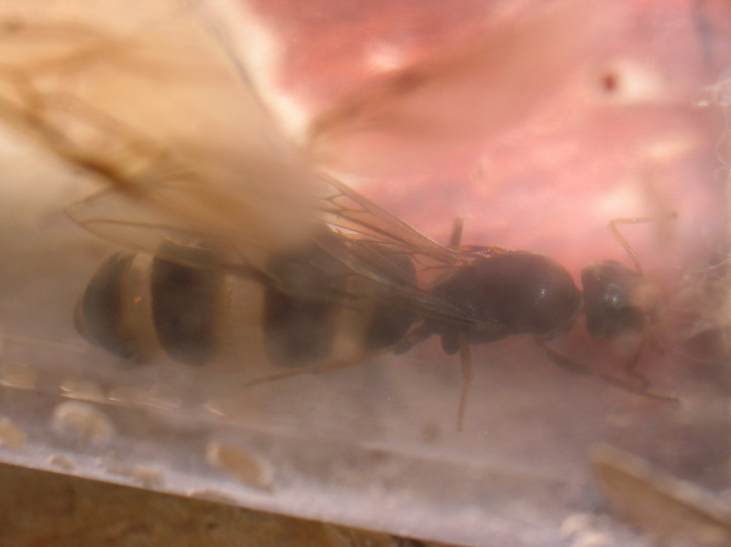 reina parasitada