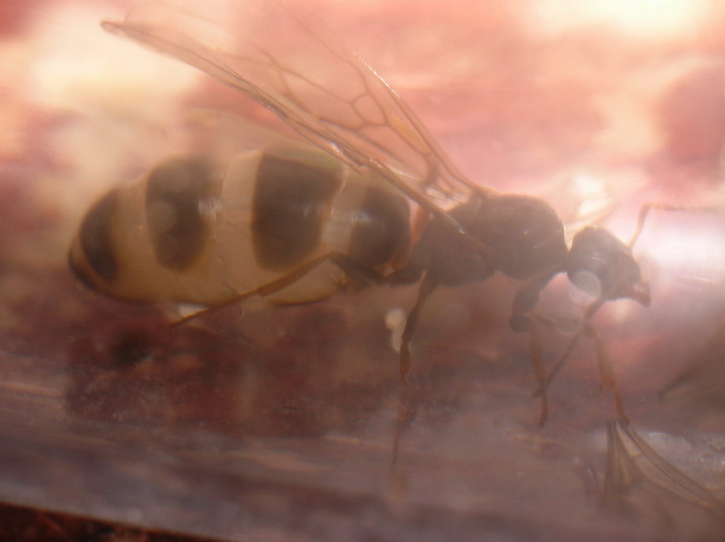 reina parasitada