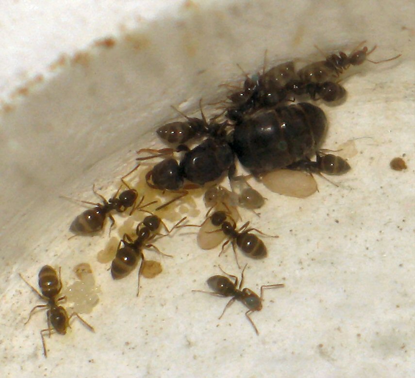 Lasius lasioides reci�n nacida
