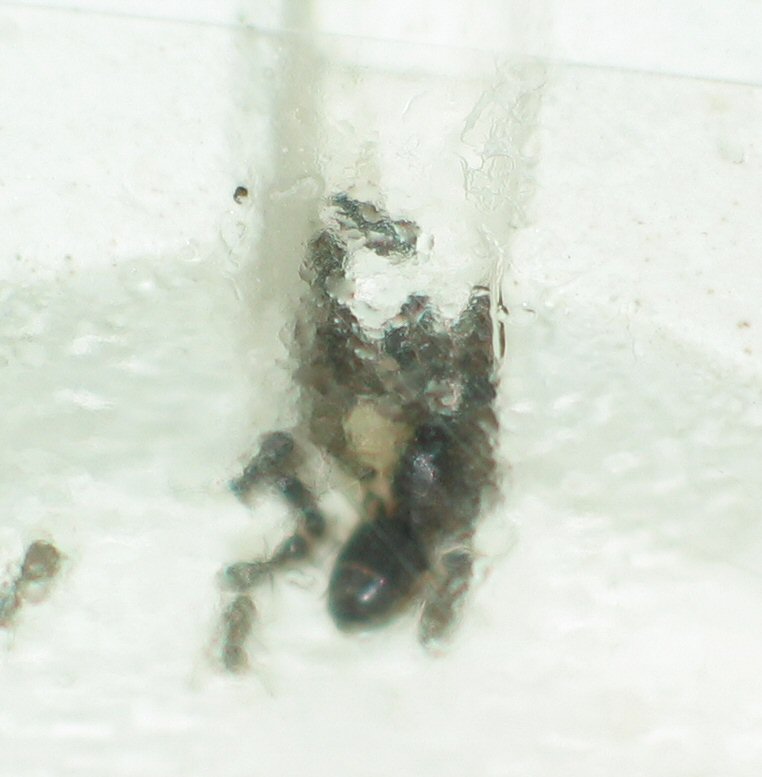 Lasius lasioides estrenando nido