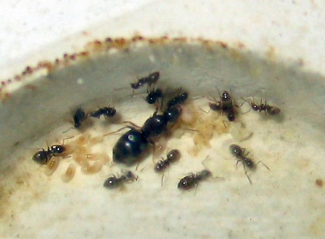 Lasius lasioides