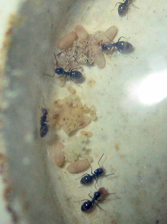 Colonia Lasius lasioides