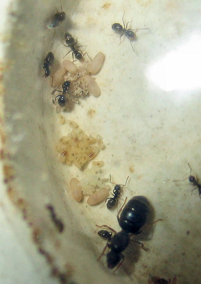 Colonia Lasius lasioides