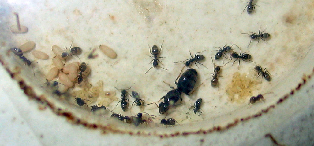 Colonia Lasius lasioides