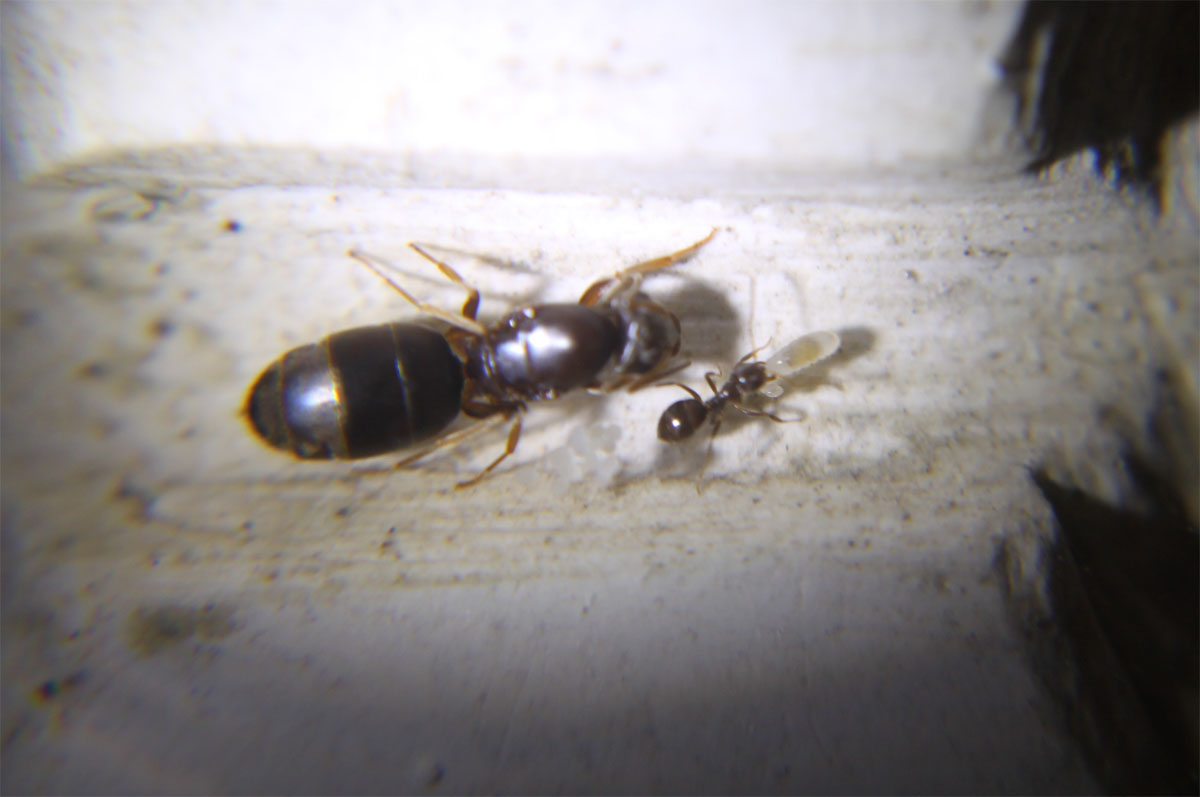 lasius-rom1