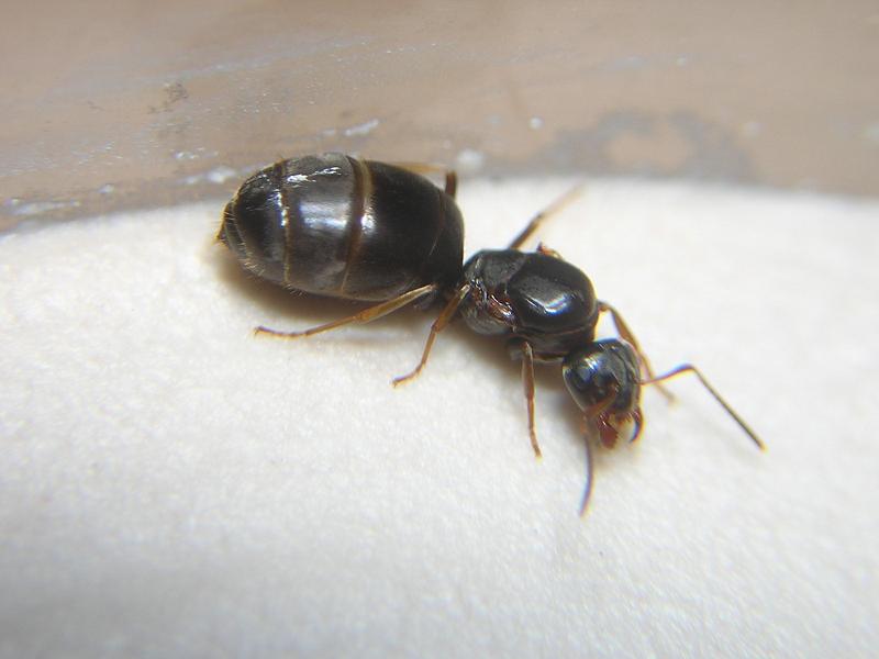 Reina Lasius lasioides