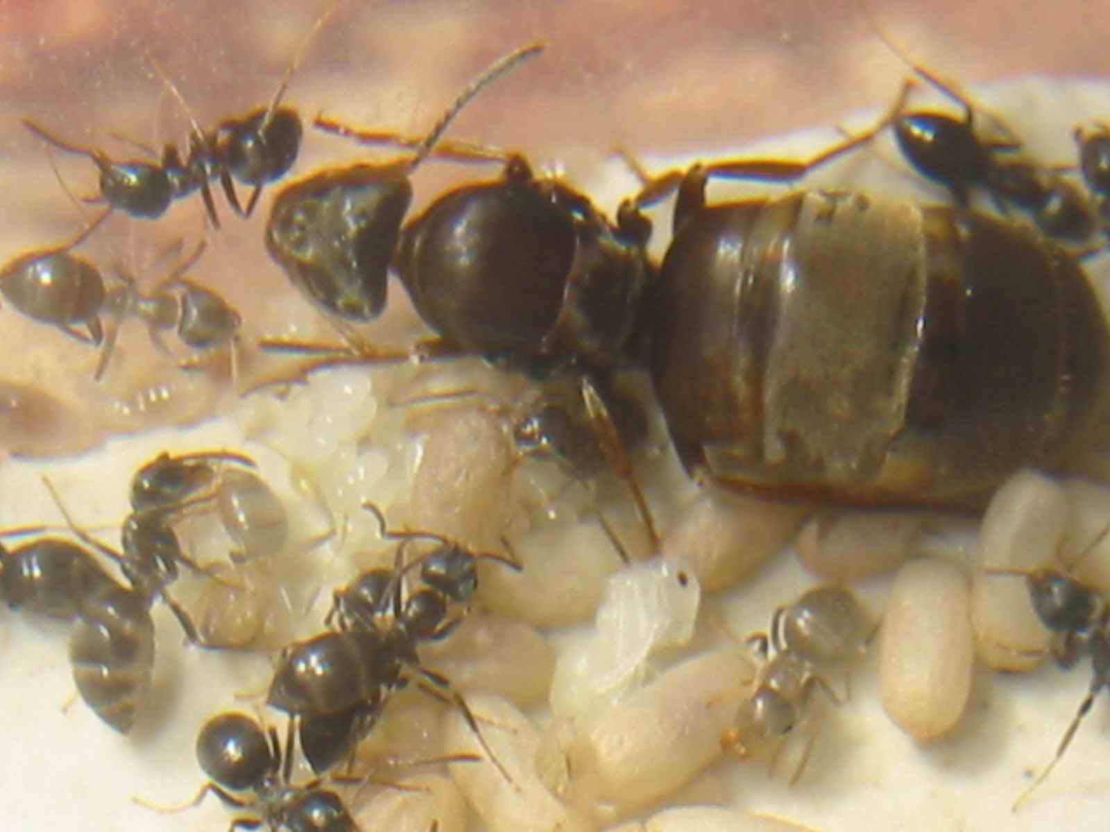 posible lasius grandis
