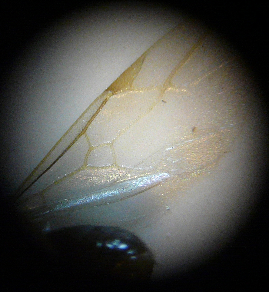 Detalle ala anterior de Lasius grandis (macho) (2)