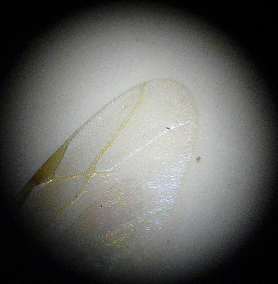 Detalle ala anterior Lasius grandis (macho)