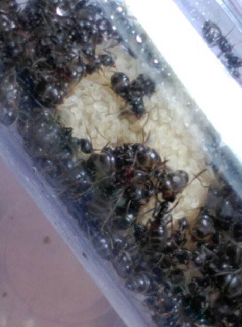 C�mara cr�a Lasius