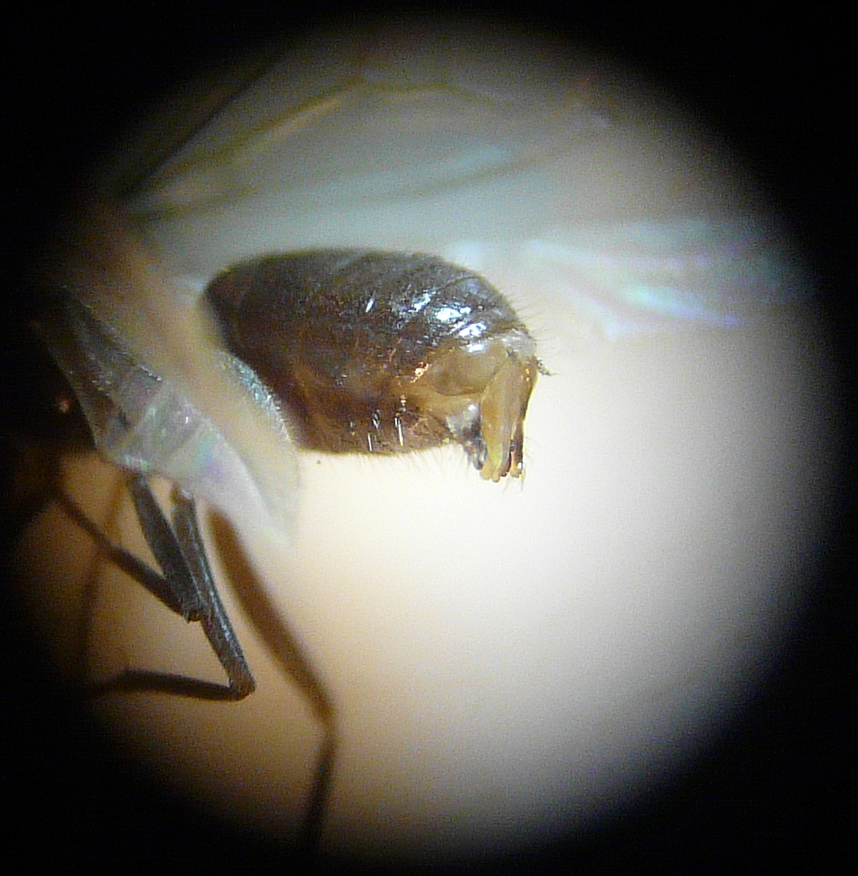 Lasius grandis (abdomen)
