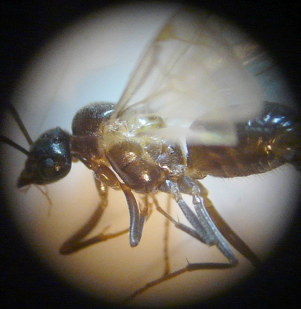 Lasius grandis (macho) t?rax