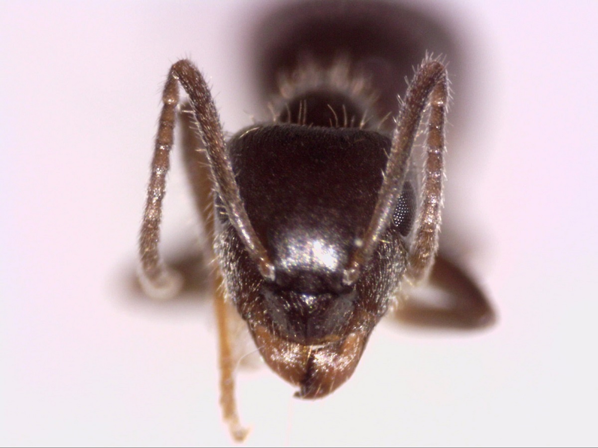 lasius grandis 1