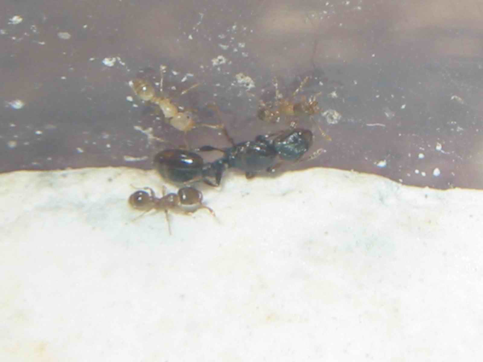 tetras enanas muy raras