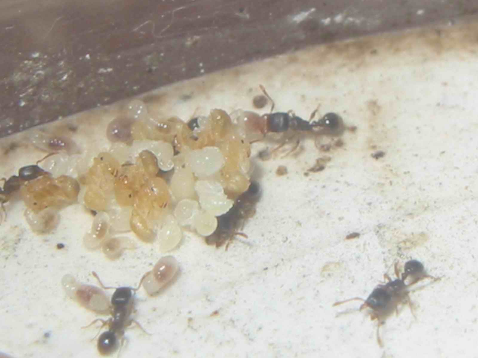 tetras enanas muy raras
