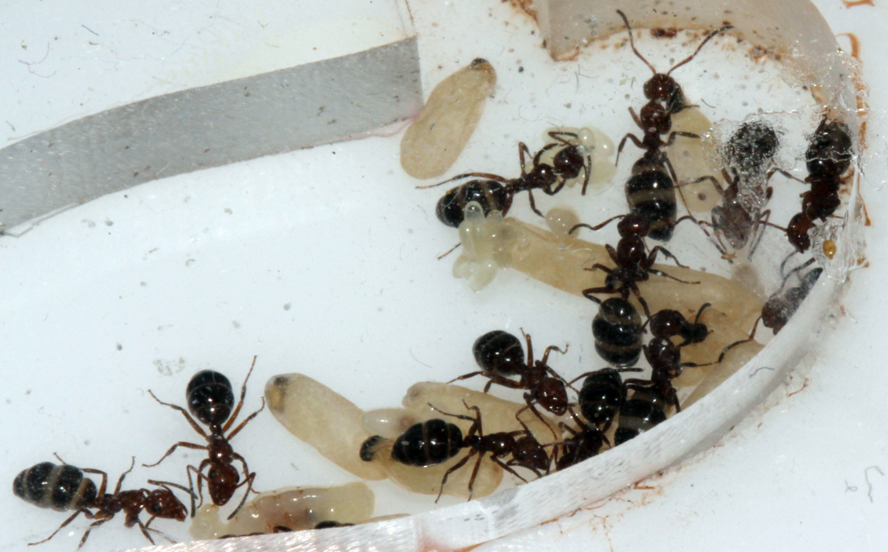Camponotus Lateralis