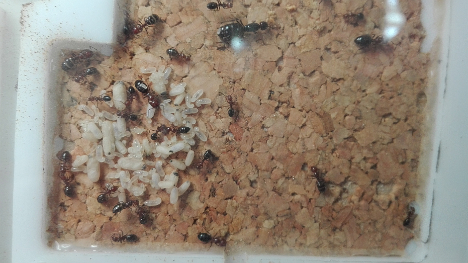 C. lateralis