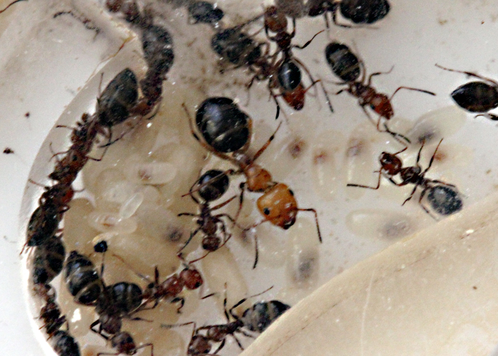 Camponotus Lateralis 2011
