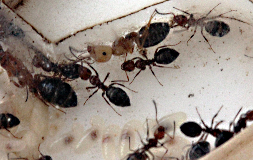 Camponotus Lateralis 2011