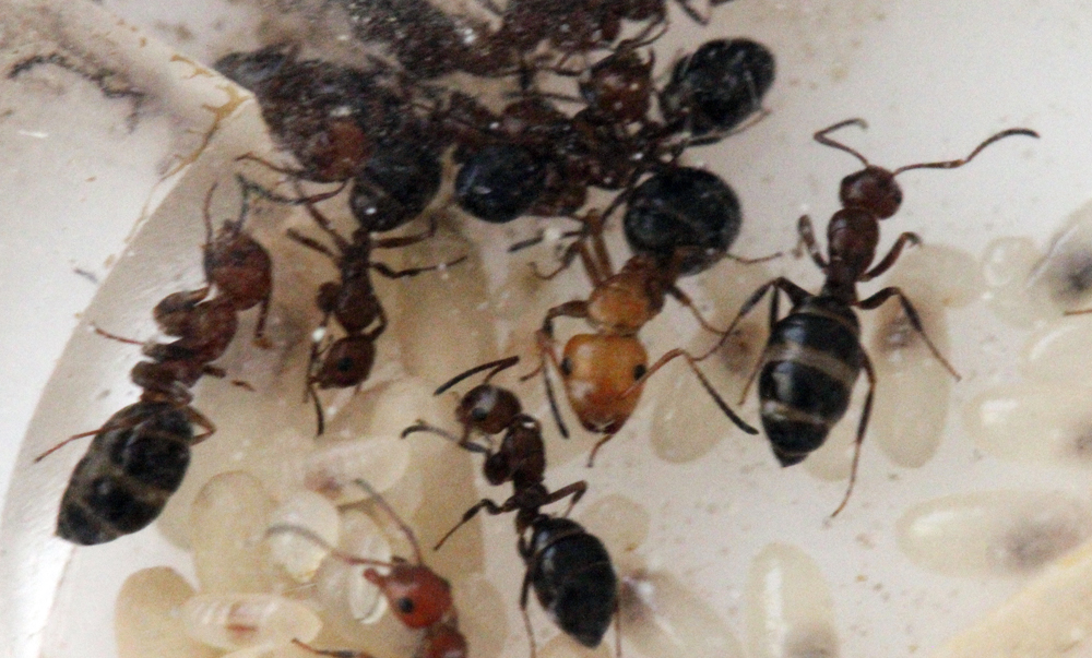 Camponotus Lateralis 2011