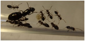 Camponotus lateralis 3 (Mirm&co)