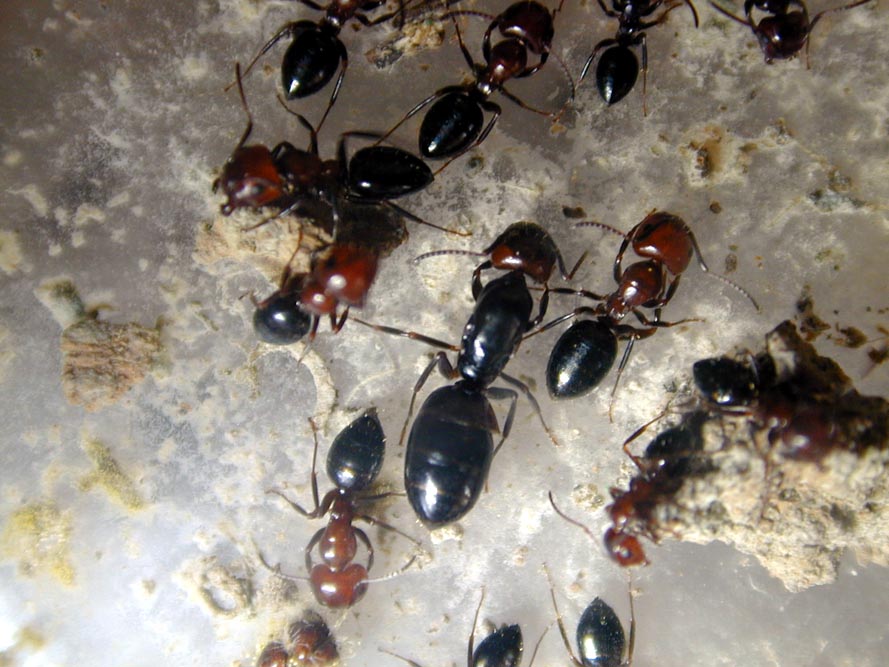 reina con obreras 2004