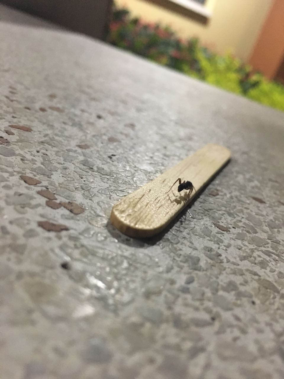 No se que especie es esta