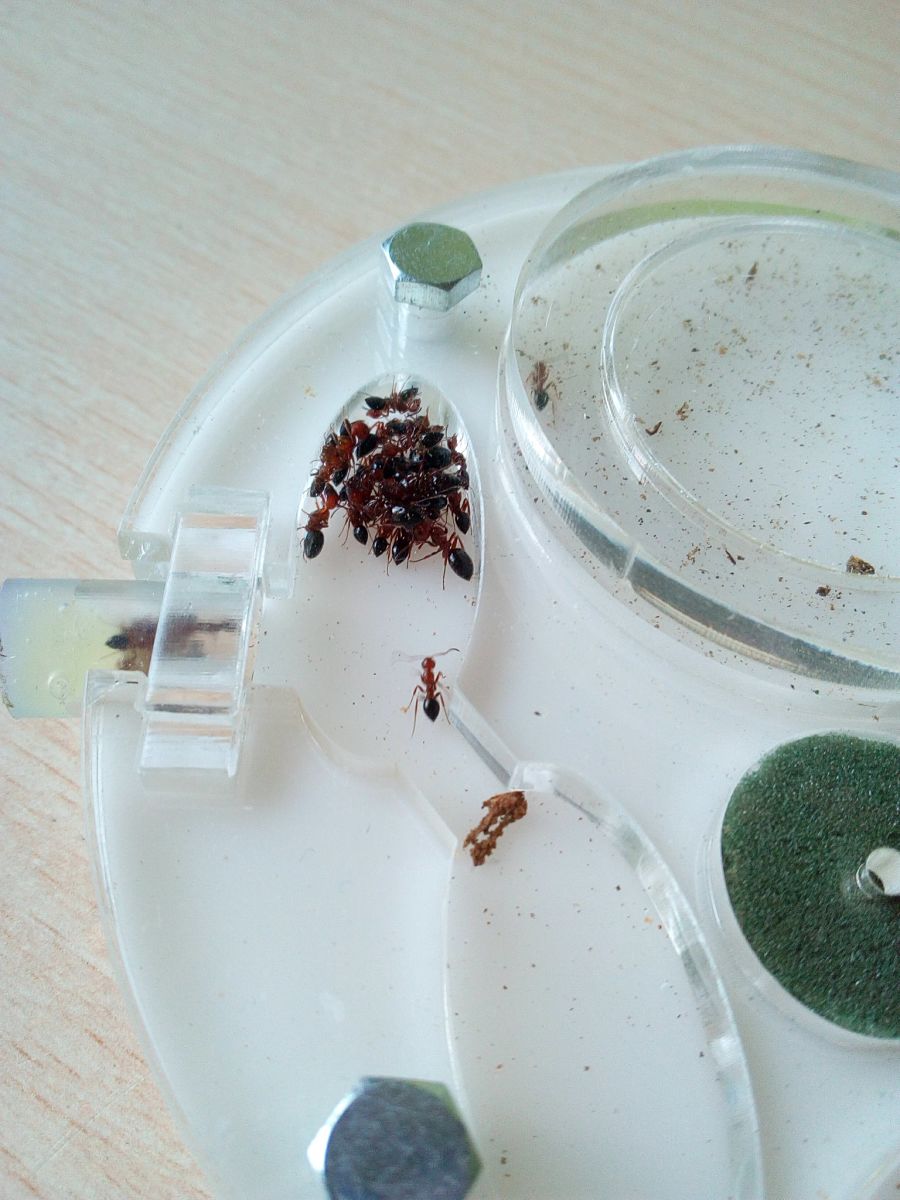 Camponotus lateralis