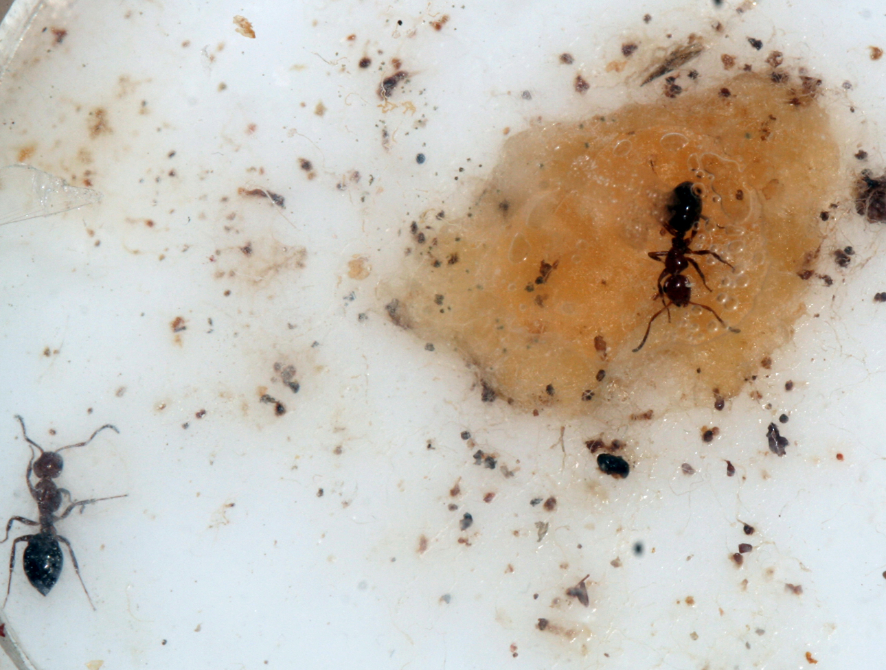 Camponotus Lateralis