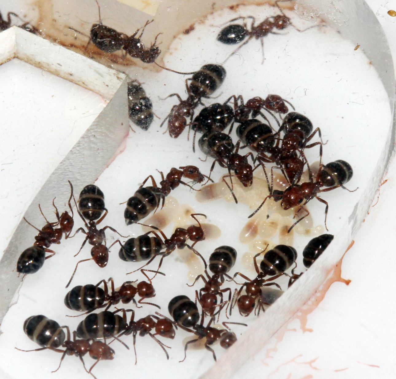 Camponotus Lateralis