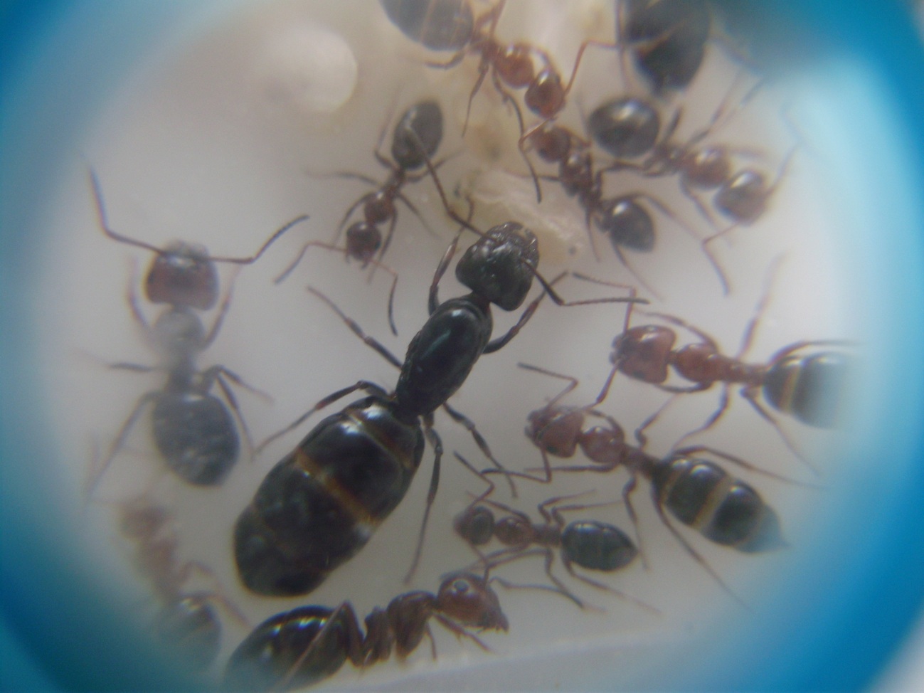 camponotus lateralis_4