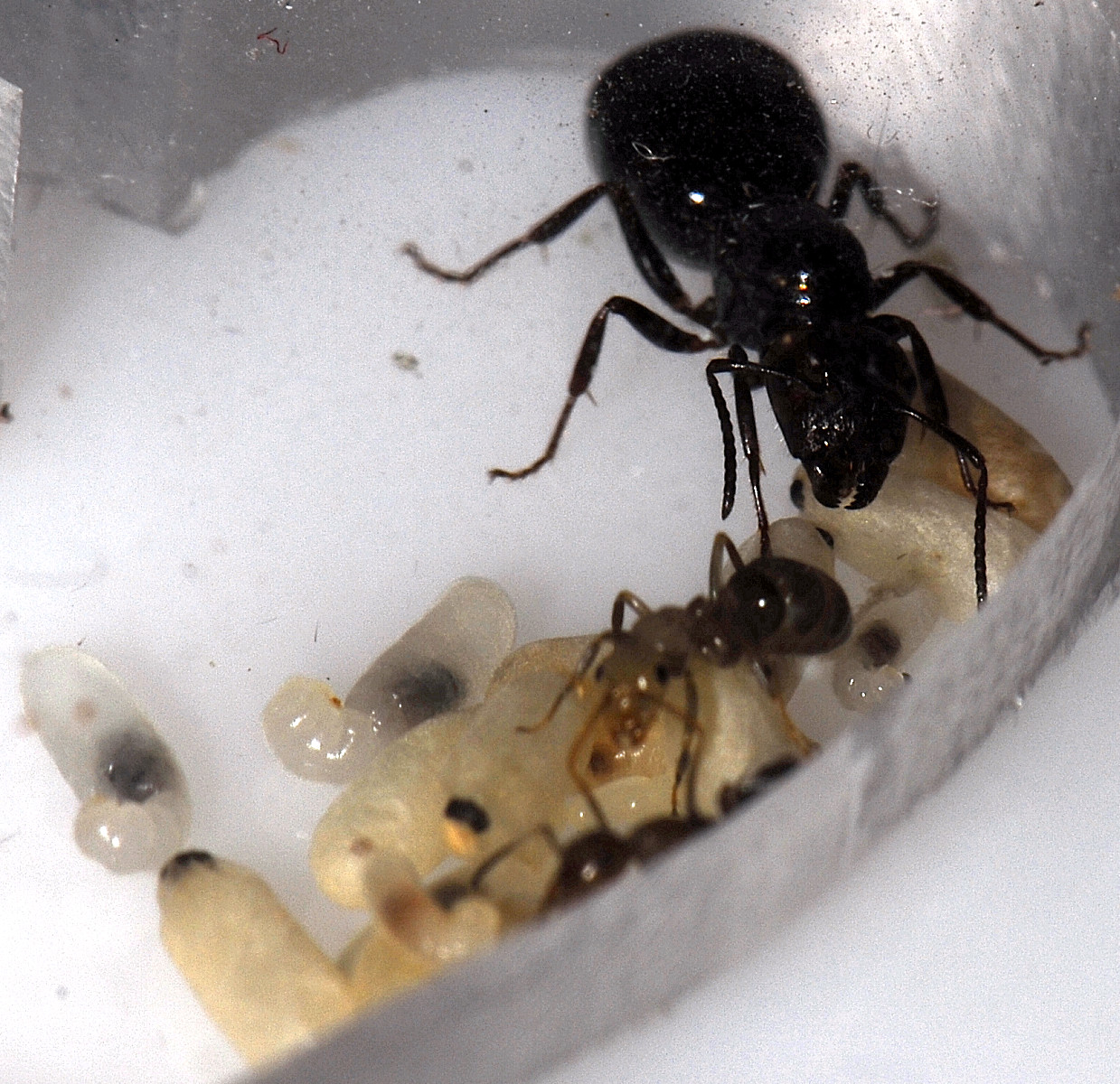 clsept1
